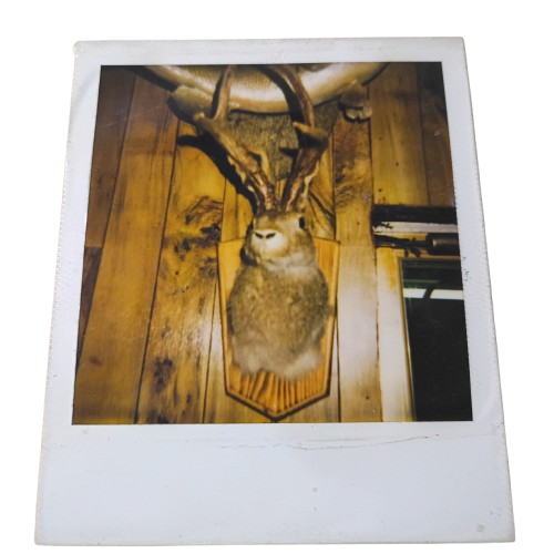 The Jackalope in Zack's Bait Shop: Destin History Meets American Folklore